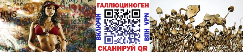 blacksprut tor  закладки  Новочеркасск  Псилоцибиновые грибы Cubensis 
